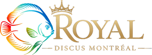 Royal Discus Montréal